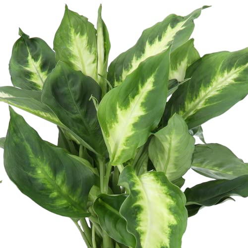 4er-Set, Monstera & Dieffenbachia & Spathiphyllum & Areca, 40-45cm, 12er Topf, Pflanzen für Wohnung und Büro, Qualität vom Pflanzen Profi, Schneller und Kostenloser Pflanzenversand, Raumbegrünung - Image 3