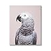 Stupell Industries African Grey Parrot Portrait Canvas Wall Art Design by Sisi and Seb