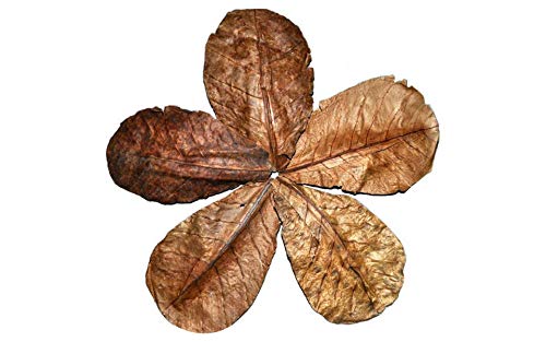 Lot de 5 Feuilles de catappa pour Le Traitement de l'eau Aquarium badamier Cover