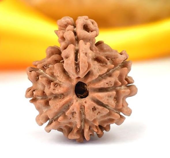 Real Savar Rudraksha Original Certified नेपाली सवार रुद्राक्ष आध्यात्मिक उपयोग के लिए സാവർ രുദ്രാക്ഷം Pure Savar Naag Rudraksha Puja & Japa Beads Sawar Rudraksha Pendant With Thread For Unisex-image-45