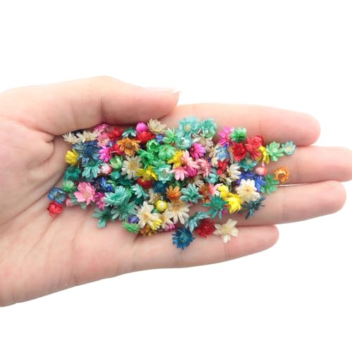 120 piezas de flores secas pequeñas para manualidades miniatura 5