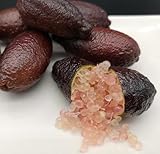 LA CASA DEL LIMON CAVIAR Semillas de semilla de limón Caviar Microcitrus Crystal Red Pearl - 12 semillas