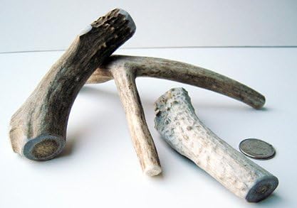 Deer Antler Dog Chew Treats - 6 Small Deer Antlers