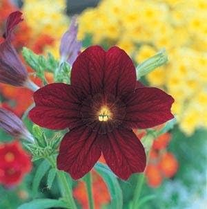 Salpiglossis Royale Chocolate 100 Semillas
