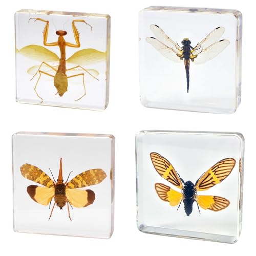 Image of Taxidermy Mantis Dragonfly Cicada, Real Insect Specimens in Resin Preserved, Clear for Closer-Look & Study, Science Educational Classroom Specimen, Unique Amazing Gift Ornament (D, 3.0x3.0x0.8-inch)