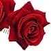 SODIAL Pinza De Pelo De Flor Rosa Diapositiva Alfiler De Bailarina De...