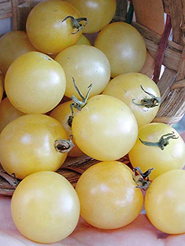 Seedsup - 50+ Snow Cherry Tomato - Vegetable White #TOP3