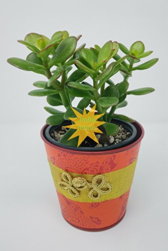 Jade Plant - Crassula Ovuta - Easy to Grow Yellow - 4 Pot/ Unique-from Jmbamboo Jade Plant - Crassula Ovuta - Easy to Grow Yellow - 4" Pot/ Unique-from Jmbamboo