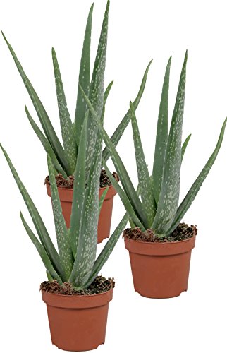 Echte Aloe Vera - im 12cm Topf - ca. 30-40cm hoch (3er Set)