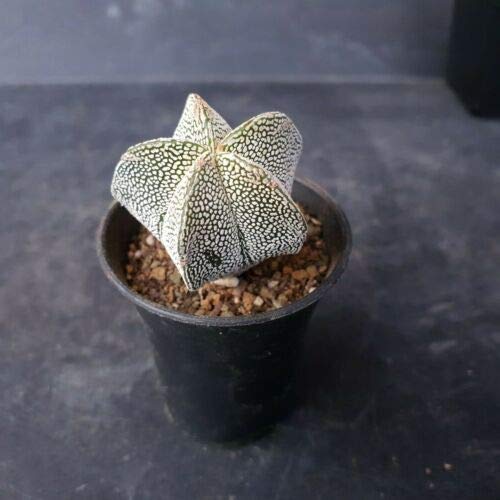 Amazon.com: Succulent Seeds - Astrophytum Myriostigma ONZUKA