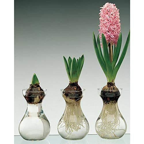 Tulip Bulbs In Glass Vase Decor For You