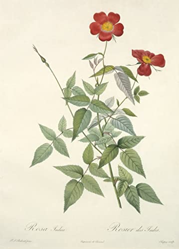Art Tableau Rosa Indica toile haut de gamme de Redouté pour décoration murale