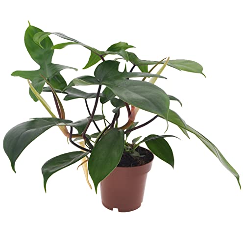 Plant In A Box - Filodendro - Philodendron Florida Green - Pianta D'Appartamento Che Purifica L'Aria - Vaso 12Cm - Altezza 20-30Cm