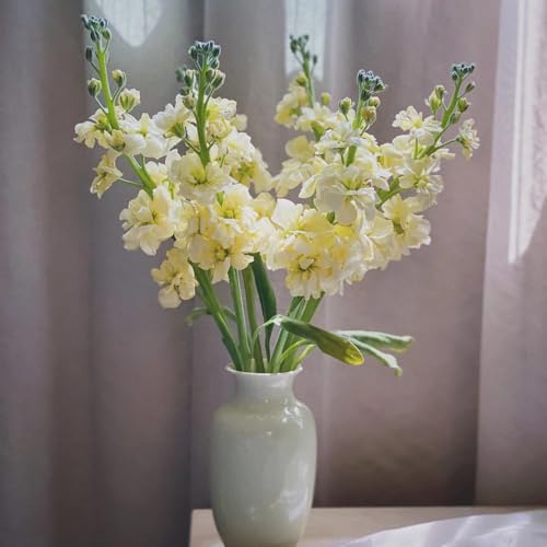 semillas de bacalao seco semillas de prados de flores perennes, plantas raras semillas de violeta Semillas de prados de flores, decoración de sala de estar. Planta perenne resistente 200pcs