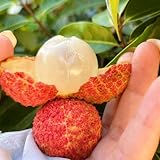 semi di litchi - litchi - letto rialzato del litchi, balcone a colonnare 15pcs