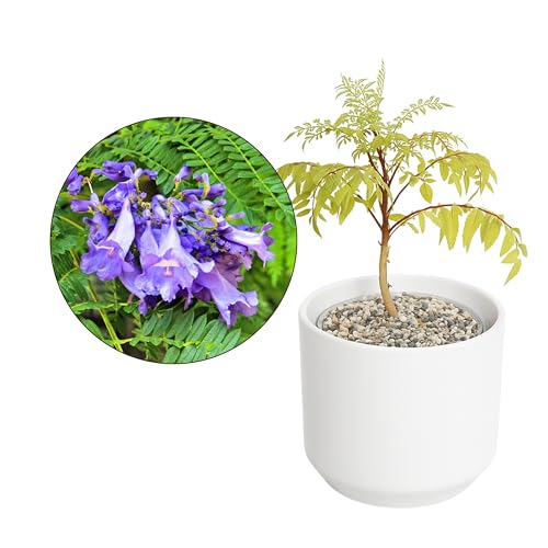 MyShelfie Jacaranda Bonsai Starter Kit image