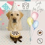 PetLove Hundetorte Happy Birthday • Geburtstagskuchen für Hunde • Geschenk für Hunde • Geburtstagstorte Hund