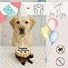PetLove Hundetorte Happy Birthday • Geburtstagskuchen für Hunde • Geschenk für Hunde • Geburtstagstorte Hund