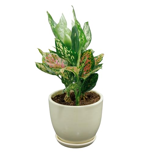 Image of Ceramic Plant Pot with Tray for Indoor Plants, Bonsai, Gift | Ceramic Planter for Living Room, Home & Office Decor (Set of 1, 5 Inches Big Plant Pot, Off-White)