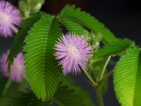 Semi di Mimosa pudica Sensitiva da fiore acacia sensitiva