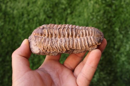 Image of Calymene Trilobite Flexicalymene Trilobite Ordovician Fossil Trilobites A217