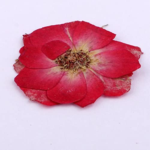 10 piezas flores secas prensadas para manualidades miniatura 2