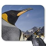  Mauspad mit seidenweicher Textiloberfl?che - Mouse Pad Paradise (antistatische Wirkung - perfekte Gleiteigenschaft PC / Computer Mousepad)-Antarktis S¨¹d Georgien Insel Gro?britannien K?nig 2