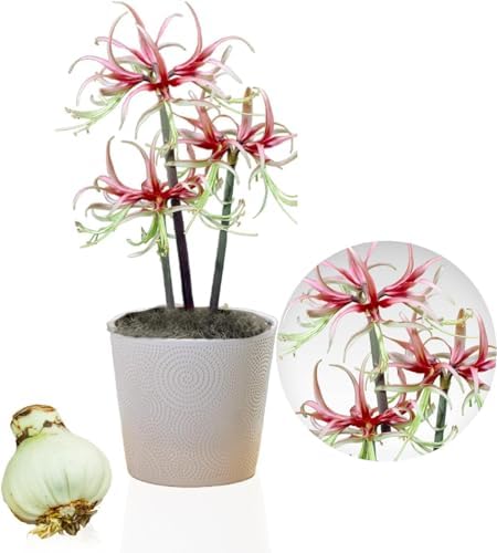 Amaryllis Zwiebel Chico - 1 Blumenzwiebel in Großformat 26/30 - Exklusive Zwiebeln - Echte Pflanzen aus Holland - Hippeastrum (keine Samen, Wachs und nicht künstlich)