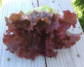 TomorrowSeeds - Ruby Red Leaf Lettuce Seeds - 2000+ Count - for 2026 Planting Non-GMO Heirloom USA Garden Vegetable Kale Leaf Spinach Cabbage Green Salad Grow Your Own Home Farm Patio Healthy