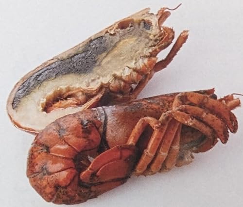 ボイルオマール ハーフカット 350g×20尾(尾2ハーフ)業務用 冷凍