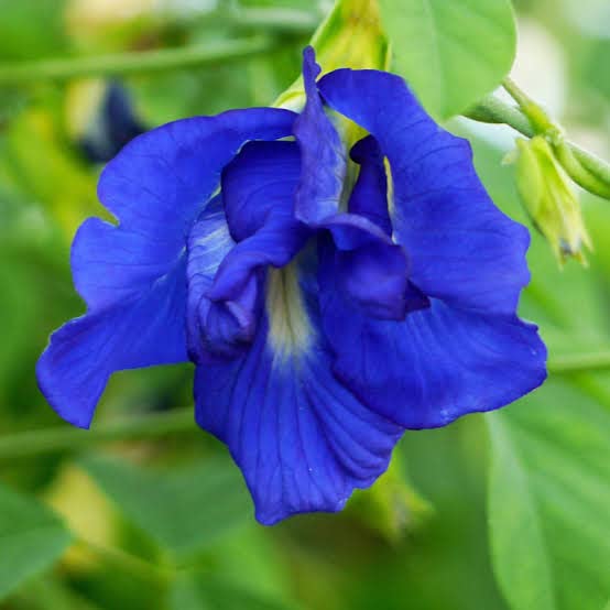 Kalpataru Double Petal Aparajita Flower/ /Clitoria ternatea/Asian pigeonwings Flower Plant Pack of 1 Live Plant (B0B8T64ZFP) Amazon Price History, Amazon Price Tracker