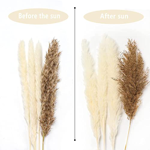 17 polegadas Pampas Grass Dried Pampas Grass Decor, Natural Pampas Grass Bouquet Fofo Pampas Grass P