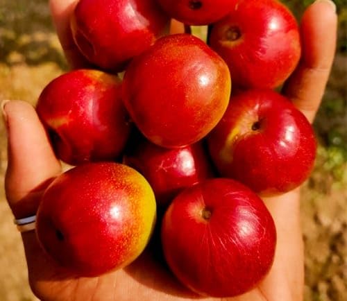 GreenWorld Special Kashmiri Red Ball Sundori Apple ber plant Hybrid and Sweet (Grafted) Live Plant, Pack Of 1
