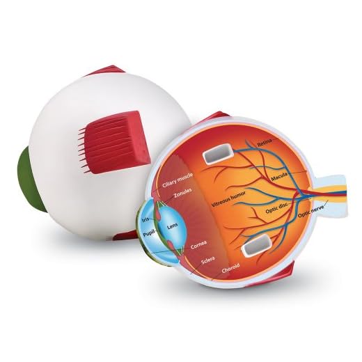 Learning Resources Cross-Section Human Eye Model, Biology, Scientific Vocabulary, Classroom Accessories, Measures 5″ in diameter. Grades 2+, Ages 7+