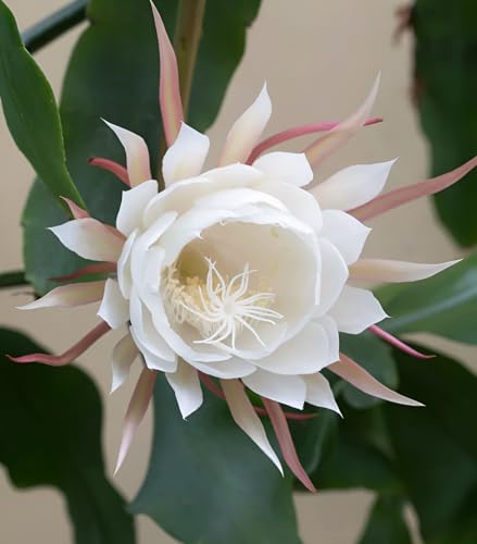 Image of Hidden Enterprise Orginal 1 Halthy Beautiful Live ''White Bharma Kamal Flawer''(Night queen) Tree Plant For Wonderful Home Garden Outdoor & Indoor Flower plant without pot
