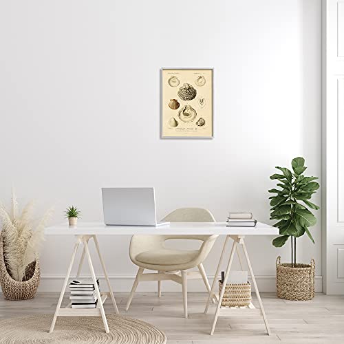 Image of 'Vintage Sea Shell Latin Study Marine Chart'| Framed Giclee Art | Stupell Industries | Gray, 16 x 20 Inches, Easy to Hang and Sturdy, Made in USA, by Lil' Rue