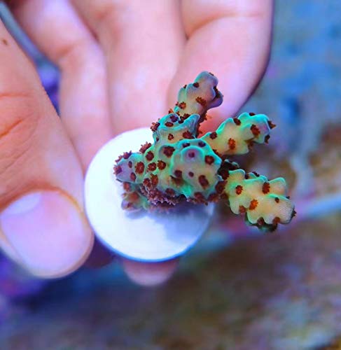 Image of Aquarium Choice Coral frag Plugs for Coral fragging kit lps Bases(30pcs 0.98 inch Ceramic Coral Base)