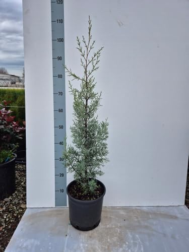 Cipresso Azzurro – Cupressus arizonica var. glabra ‘Fastigiata’ - Vaso 20 cm - Vivai Giulian Giovani Piante