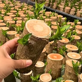 Brazilian Lucky Wood Live Plant, Indoor Houseplant, Single Pack without Pot-image-37