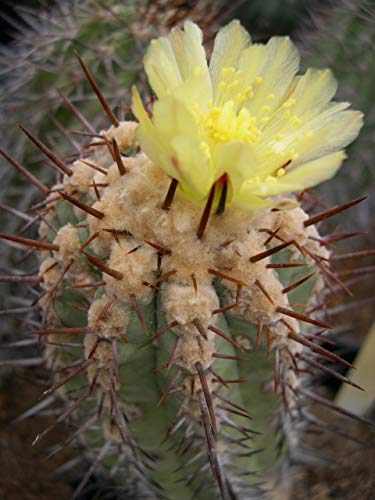 Amazon.co.jp: 【種子】Copiapoa Ferox◇コピアポア・猛竜玉/猛虎玉