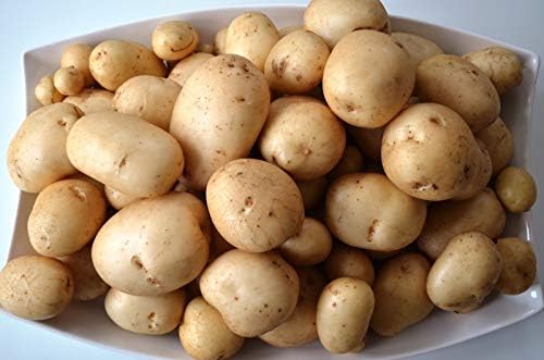 Seed Potatoes Pentland Javelin - 11 Tuber Pack - Easy to Grow Variety of Seed Potato