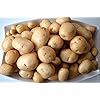 Seed Potatoes Pentland Javelin - 11 Tuber Pack - Easy to Grow Variety of Seed Potato