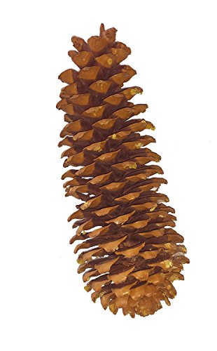 drieddecor Sugar Pine Cones 11-18 inches Long
