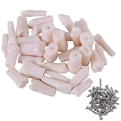 faruijie Typodont Teeth – 32pcs for Typodont Dental Teeth Model Removable Teeth use for Practice and Teaching…
