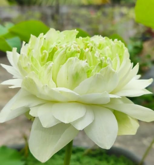 Green_Apple variety Lotus Tuber Live Plant_Hybrid Tropical Variety Lotus Tuber_lotus Rhizome_Tropical variety Lotus Hybrid All season Tuber, Pack of 1 Healthy Lotus Tuber (BLOOMING WITHIN 30 DAYS) (B0CXMG5W4P) Amazon Price History, Amazon Price Tracker