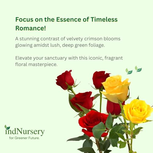 Image of IndNursery Rose Plant Variety Combo Pack of 4 Live All Season Flowering Plants in Grow Bags for Home and Office Garden