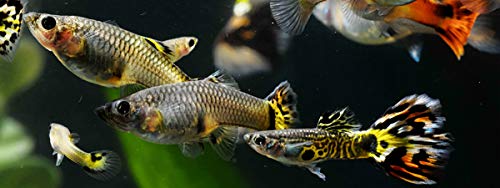 A.D.P. BIOMASS 100 g. Special High Protein 56.4% Tropical Fish Food Growth Fast Color Enhancer Guppy Betta Feed Slow Sinking Pellets 400 Microns for All Small to Medium Fish & Fry Newborn Fish Care
