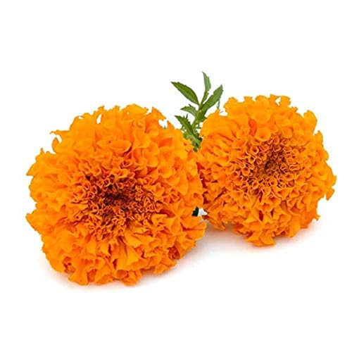 Fresh Flower Marigold Orange, 250 g