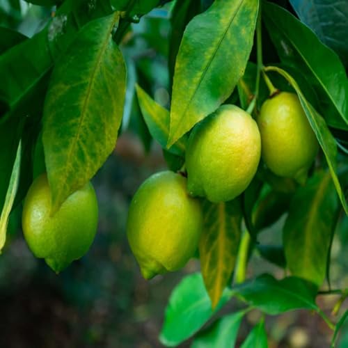 Image of IXORA Nimbu Kagzi Lemon All Time Lemon Variety Fruit (Air Layering /Grafted) Live Plants & Tree(1-2 Ft Size)