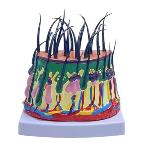 Human Scalp Model 50X Enlarged Scalp Structure Anatomical Model Teaching Medicals Model for Classroom Science Study